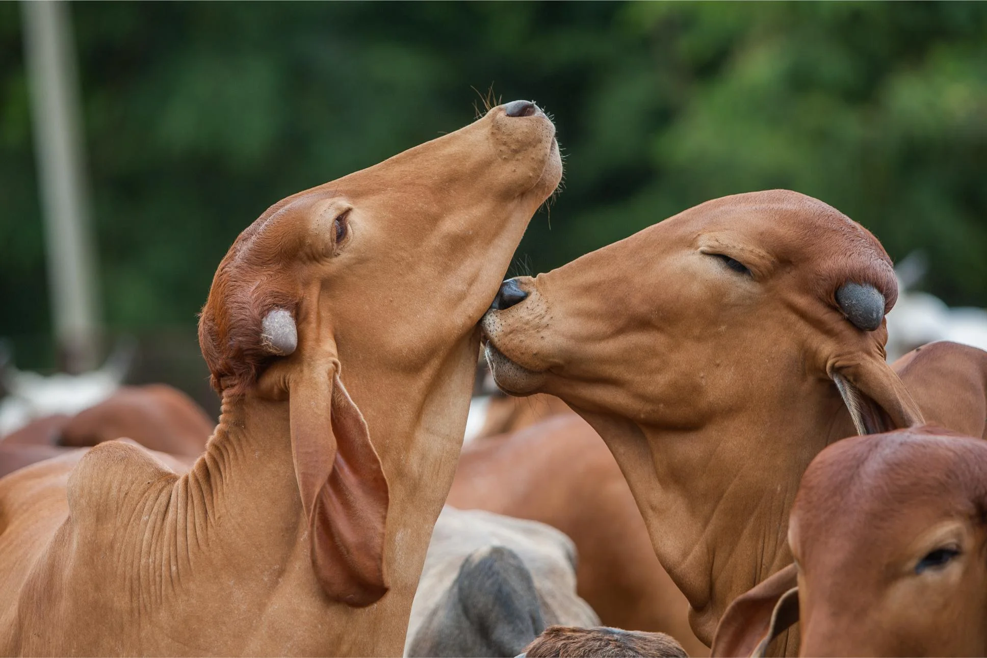 Cow feeding