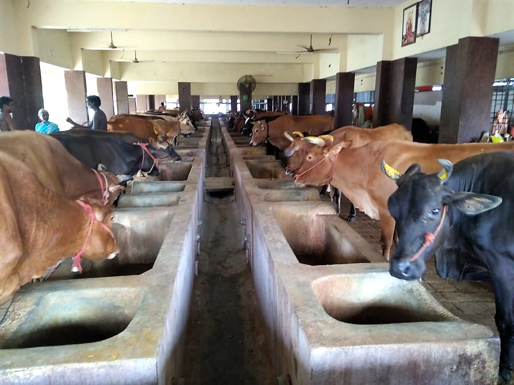 Cow feeding