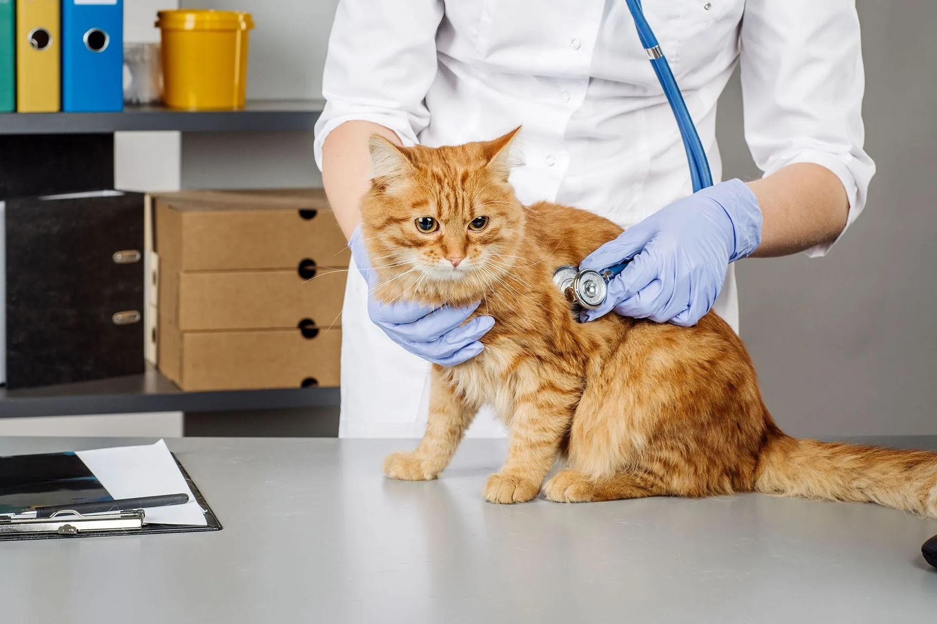 Treat Animals