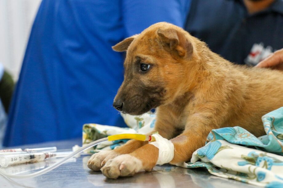 Animal Hospital