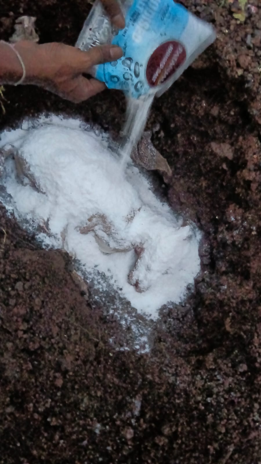 Cremation and Daily Feeding